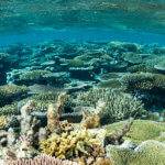We snorkel over healthy coral reefs on our Fiji snorkeling tour
