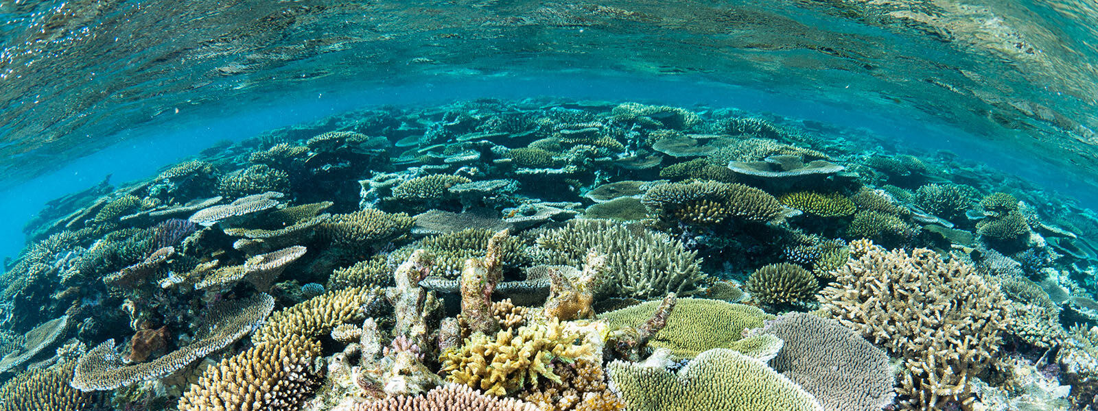 We snorkel over healthy coral reefs on our Fiji snorkeling tour