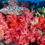Colorful soft corals photographed while snorkelng in Fiji on a coral triangle adventures snorkeling tour