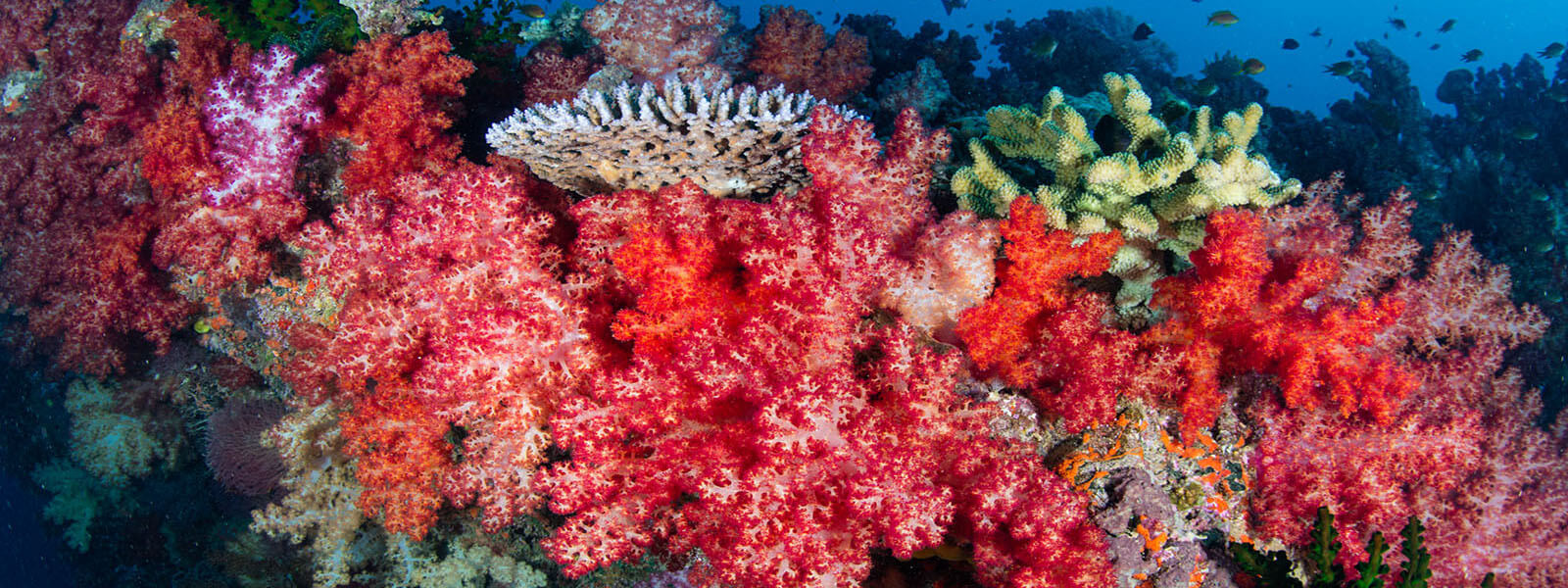 Colorful soft corals photographed while snorkelng in Fiji on a coral triangle adventures snorkeling tour