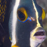 Close up of a French angelfish on our Belize snorkeling tour