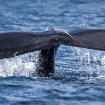Whale tails are common sights on our humpback whales snorkeling tour