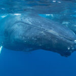 Humpback whales photographed while snorkeling - coral triangle adventures