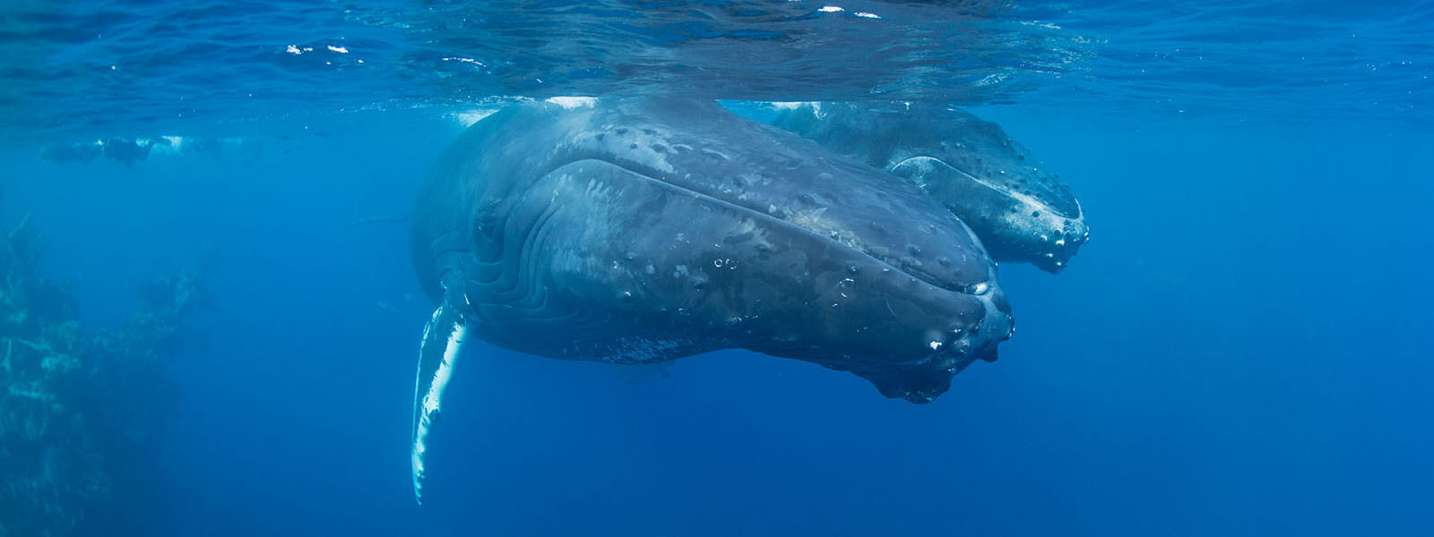 Humpback whales photographed while snorkeling - coral triangle adventures