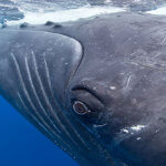 Snorkeling with humpback whales can be a life-changing experience
