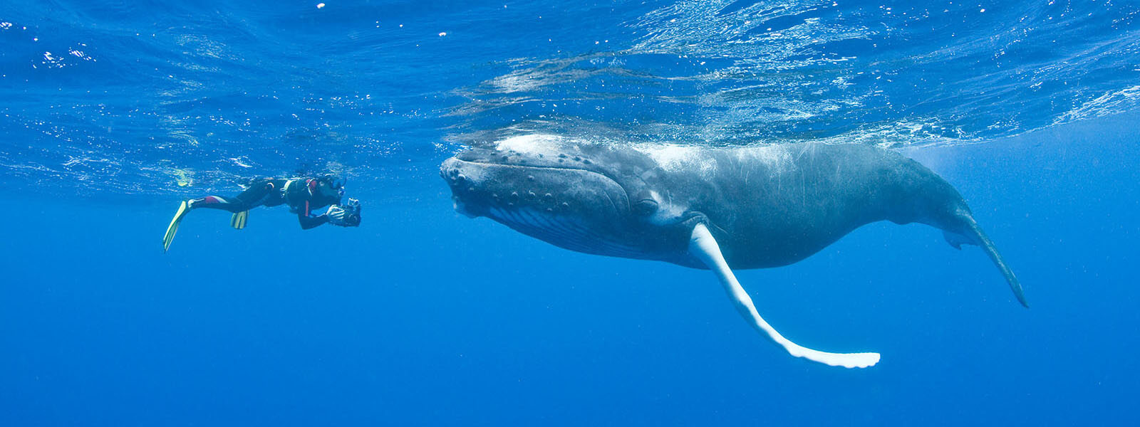 Snorkeler getting visited by a curious humpback whale