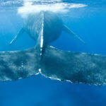 We see humpback whales in the water on our humpback whales snorkeling tour