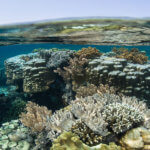 We see healthy reefs while snorkeling in Komodo National Park