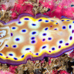 We see dazzling nudibranchs on our Raja Ampat snorkeling tour