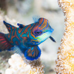 We see mandarinfish on our coral triangle adventures snorkeling tour to Palau