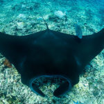 Snorkeling with manta rays on a coral triangle adventures Komodo National Park snorkeling tour