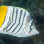Merten's butterflyfish photographed while snorkeling in Fiji