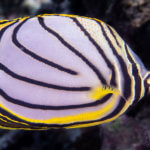Meyer's butterflyfish photographed while snorkeling in Palau