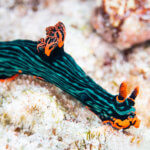 A colorful nudibranch seen while snorkeling in Komodo National Park