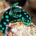 We see nembrotha nudibranchs on our coral triangle adventures snorkeling tour to Raja Ampat