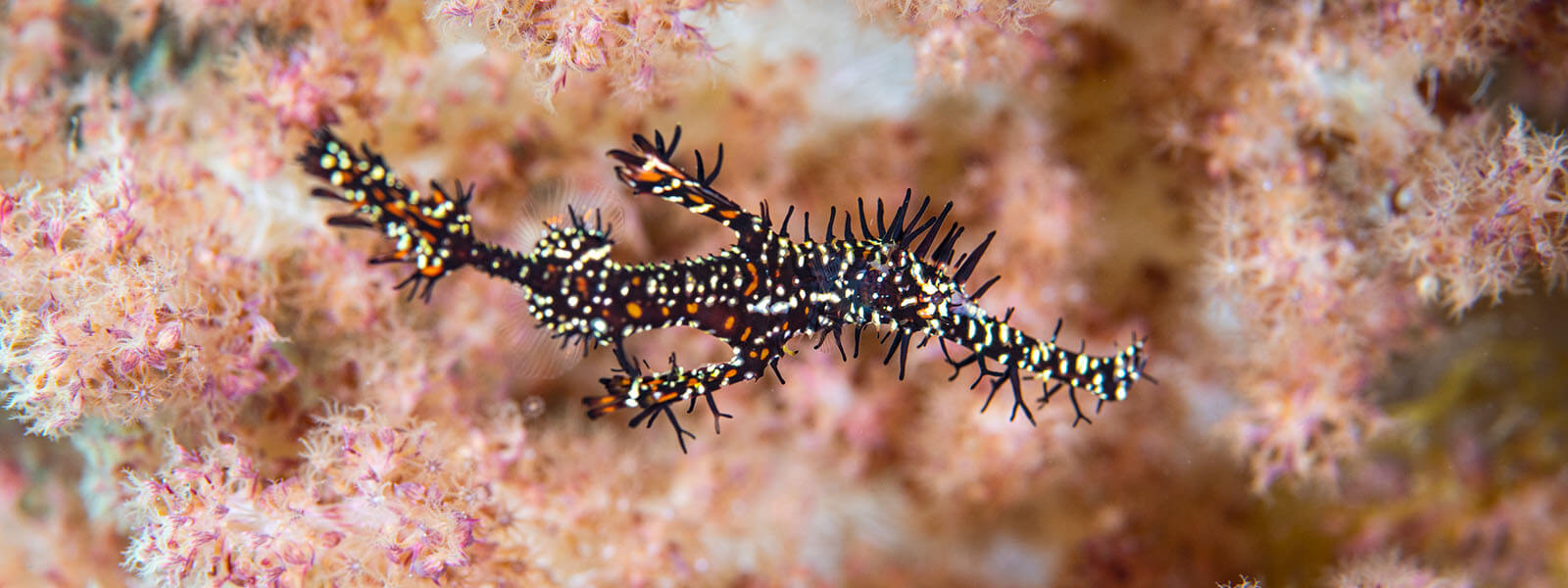 Ornate ghost pipefish photographed while snorkeling on a coral triangle adventures Komodo National Park snorkeling tour
