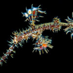 We see ornate ghost pipefish on our night snorkels in places like Alor, Komodo, and the heart of the coral triangle