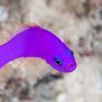 We see purple dottybacks on our snorkeling tour to Palau, Micronesia
