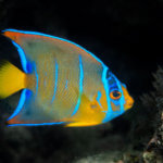 We see juvenile queen angelfish on our coral triangle adventures snorkeling tour