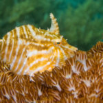 A radial filefish photographed while snorkeling in Alor, Indonesia
