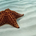 Red seastars are common on our Belize snorkeling tour