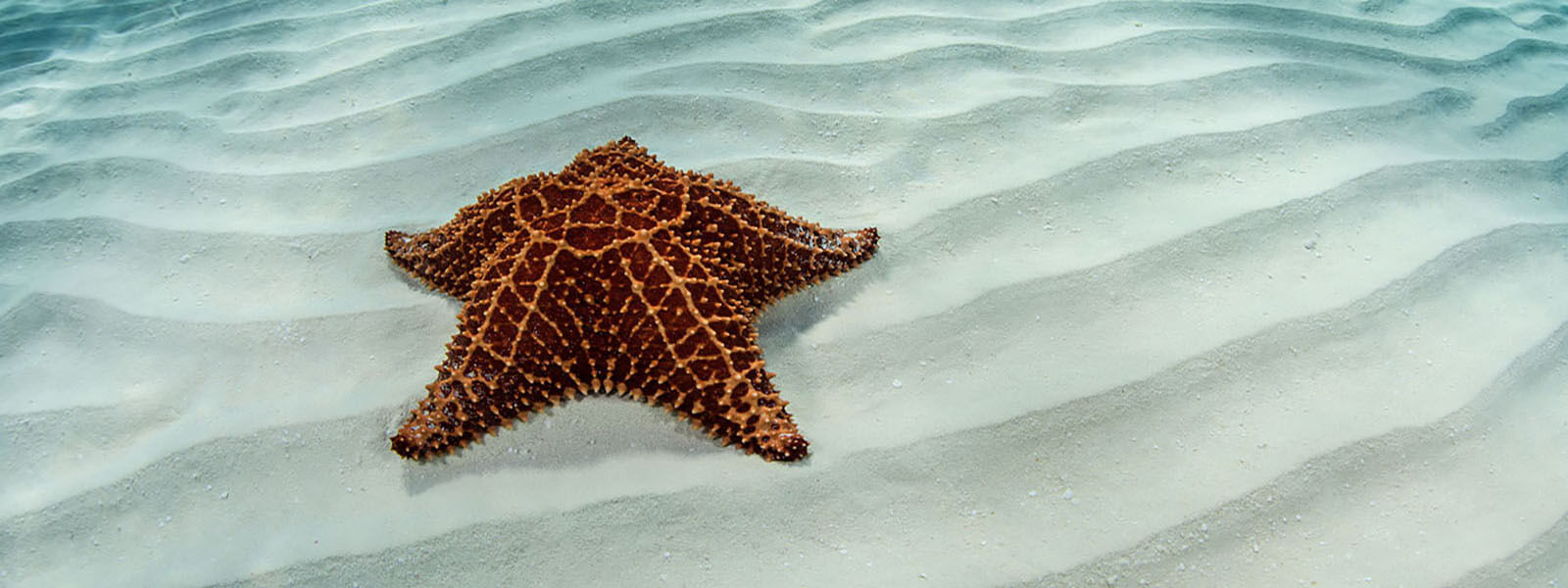 Red seastars are common on our Belize snorkeling tour