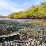 Snorkeling reefs that grow up to mangroves in Raja Ampat