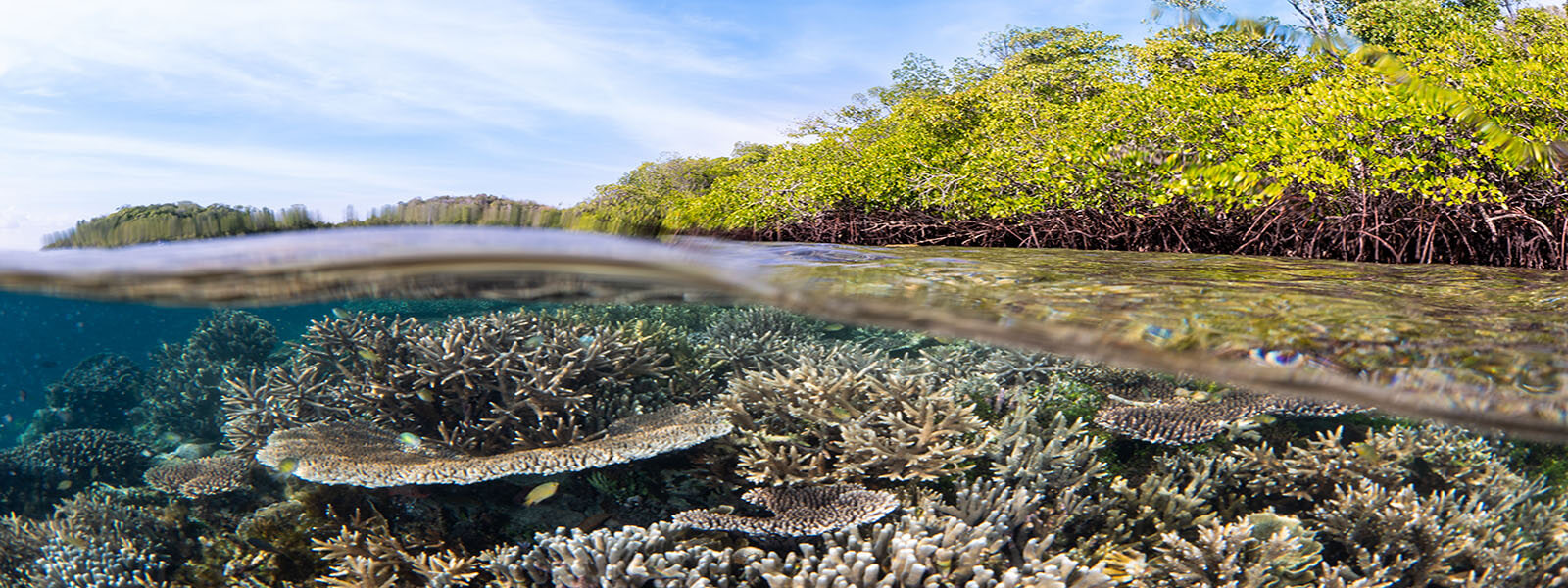 Snorkeling reefs that grow up to mangroves in Raja Ampat