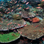 Thousands of anthias on many of the snorkel sites on a coral triangle adventures snorkeling tour to Alor, Indonesia