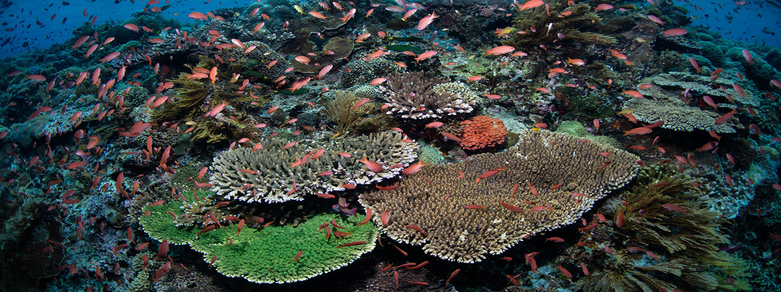 Thousands of anthias on many of the snorkel sites on a coral triangle adventures snorkeling tour to Alor, Indonesia
