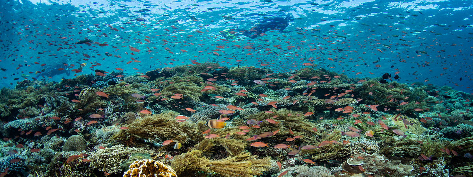 Snorkeling with thousands of anthias on a snorkeling tour to Alor, Indonesia