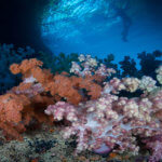 We snorkel at Soft Coral Arch in Palau's lagoon on our snorkeling tour to Palau