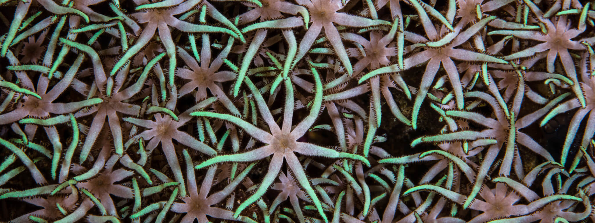 Soft coral photographed while snorkeling on a coral triangle adventures snorkeling tour