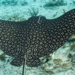 Spotted eagle rays are a treat to see on our Belize snorkeling tour