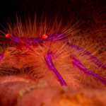 We sometimes see hairy squat lobsters on our snorkeling tour to Alor, Indonesia