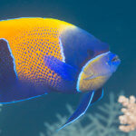 We see blue girdled angelfish on many of our coral triangle adventures snorkeling tours