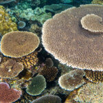 We snorkel over hard coral gardens like this in Fiji