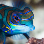 We snorkel with mandarinfish on our snorkeling tour to the Heart of the Coral Triangle