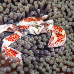 We see porcelain crabs on our snorkeling tour to the Heart of the Coral Triangle