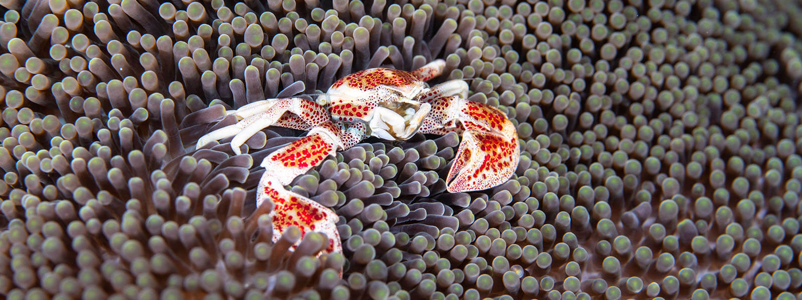 We see porcelain crabs on our snorkeling tour to the Heart of the Coral Triangle