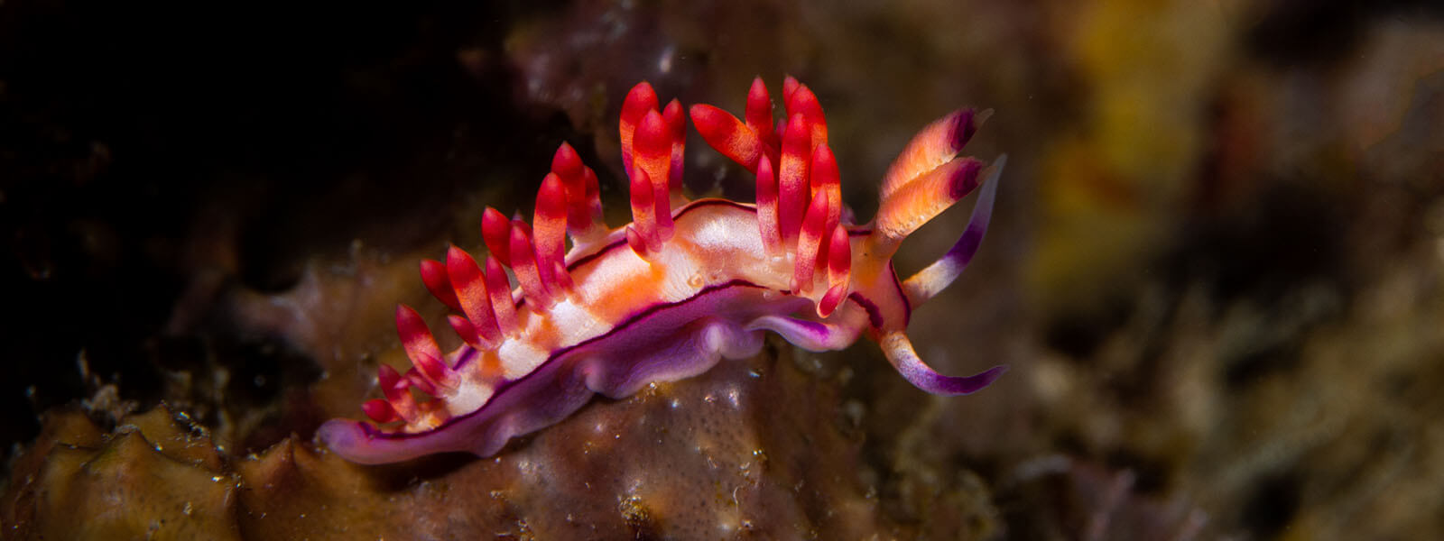 We see bizarre nudibranchs while snorkeling on our Alor, Indonesia snorkeling tour