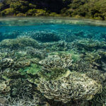Shallow reefs in the Banda Islands are perfect for snorkeling