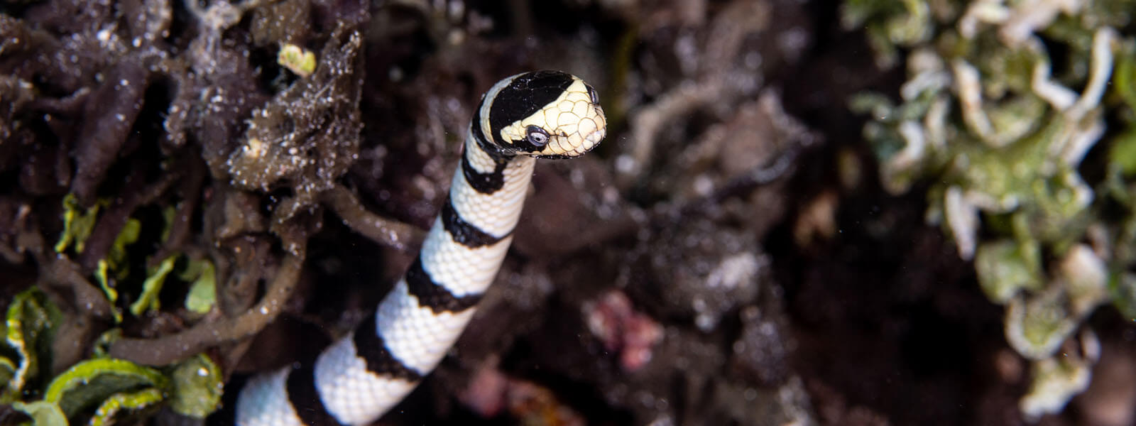 we see banded sea snakes on our Heart of the Coral Triangle snorkeling tour