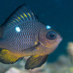Three spot damselfish photographed on a coral triangle adventures snorkeling tour to Fiji