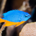 Azure damselfish are examples of tropical fishes found throughout the coral triangle