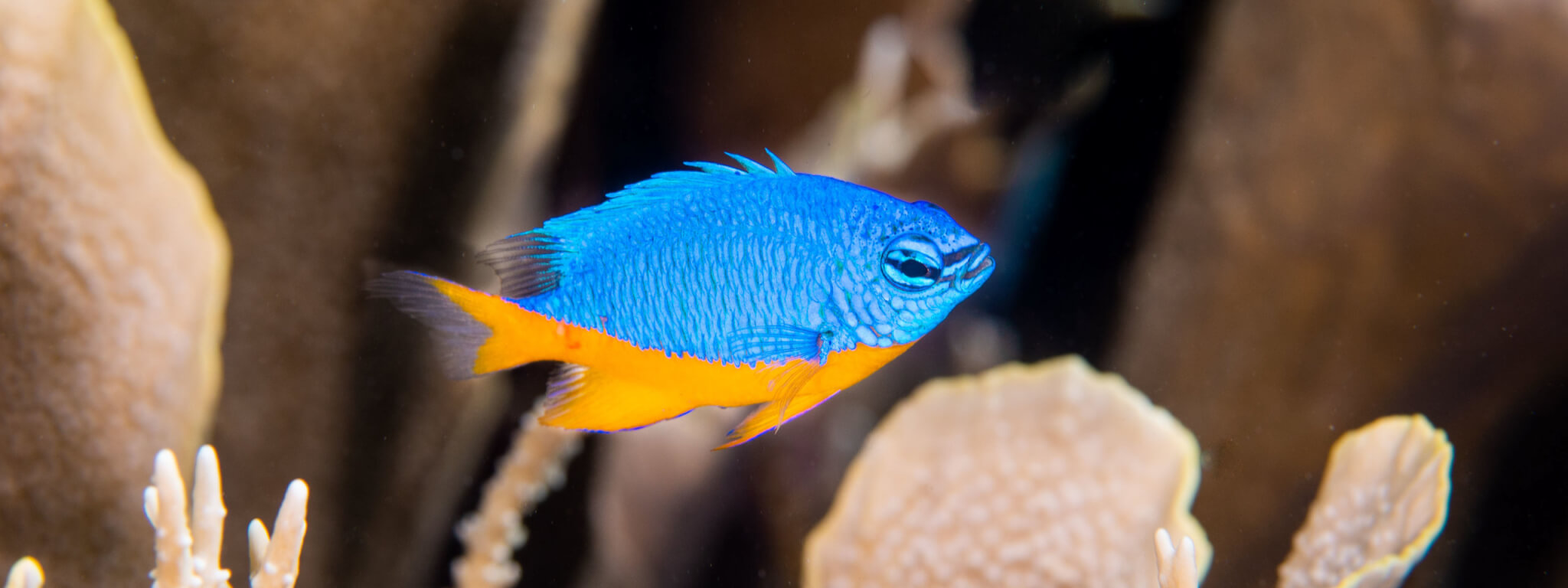 Azure damselfish are examples of tropical fishes found throughout the coral triangle