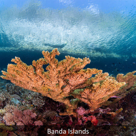 Link to Banda Islands snorkeling tour