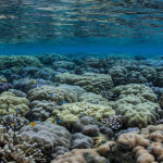 Snorkeling over hard coral gardens in the Banda Islands