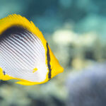 Black-lined butterflyfish photographed while snorkeling in the Banda Islands