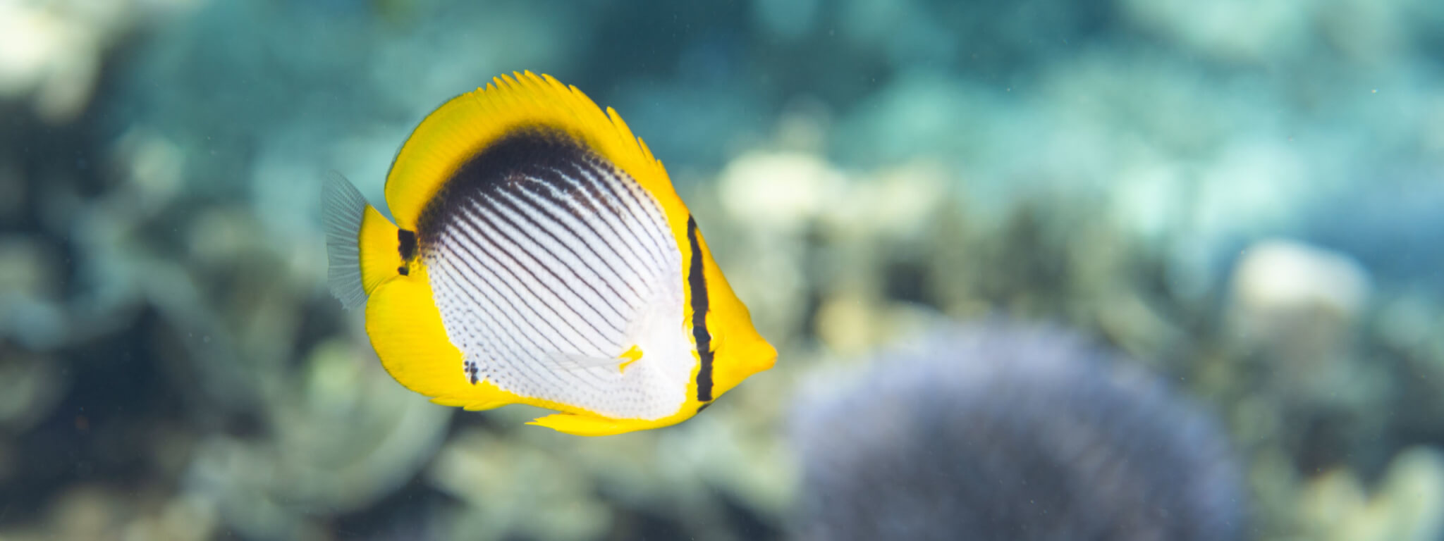 Black-lined butterflyfish photographed while snorkeling in the Banda Islands